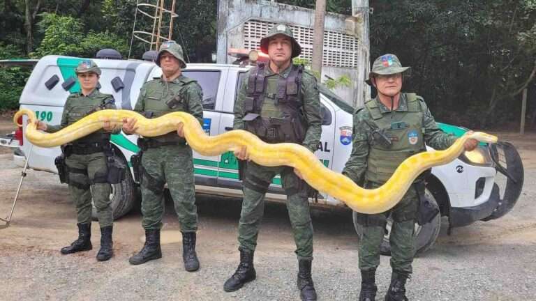 Read more about the article Police Find Massive Python After Artist Owner Shot Fout Intruders