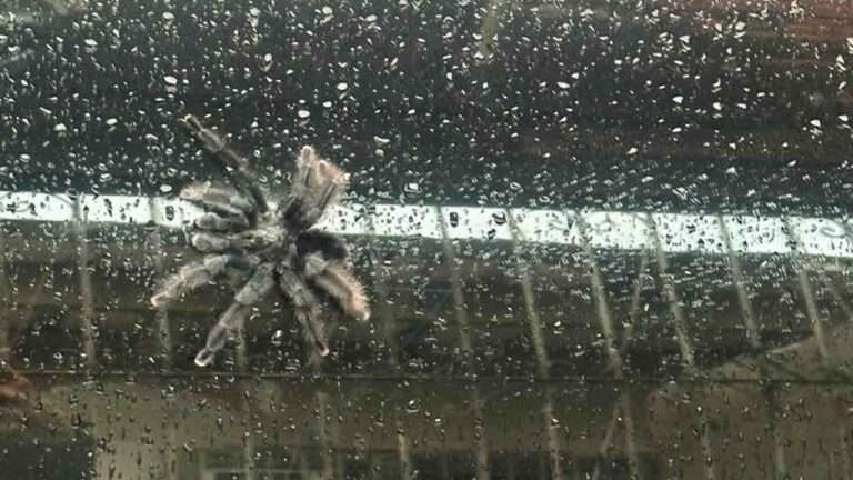 Amimal Traffickers Hurl Deadly Spiders From Window In Police Raid