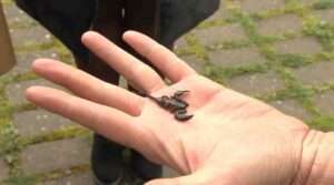 Spider in Children’s Bedroom in Germany Turns Out To Be Huge Deadly Scorpion
