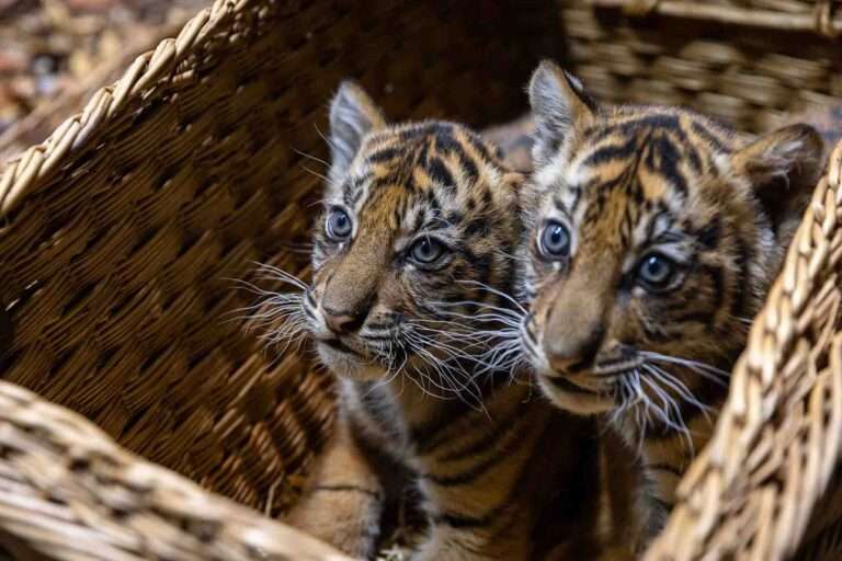 Read more about the article Adorable Tiger Twin Cub Boys Go On Show