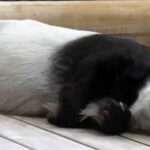 Japan’s Oldest Panda Dies Of Cardiac Arrest