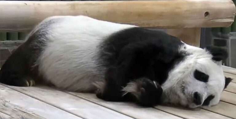 Read more about the article Japan’s Oldest Panda Dies Of Cardiac Arrest