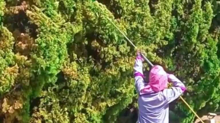 Read more about the article Chinese Authorities Spray Paint Trees Green But Claim Its Fertiliser