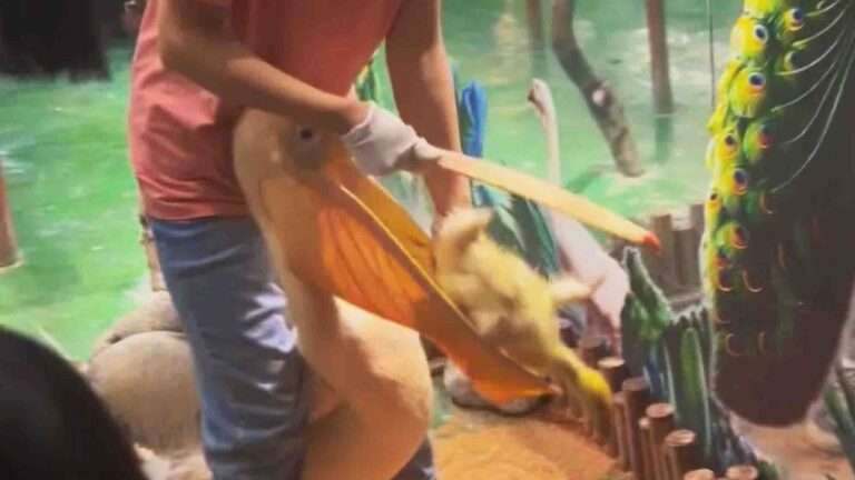Read more about the article Keeper Rescues Baby Duck Eaten Alive By Greedy Pelican