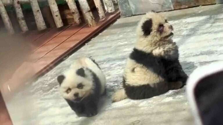 Read more about the article Chinese Zoo That Is Not Allowed Pandas Paints Chow Chow Dogs Black-And-White