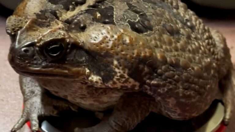 Read more about the article Massive Cane Toad Has Weigh To Go