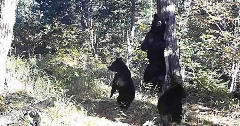 Read more about the article Mother Bruin Teaches Cubs The Bear Necessities Of Tree Scratching