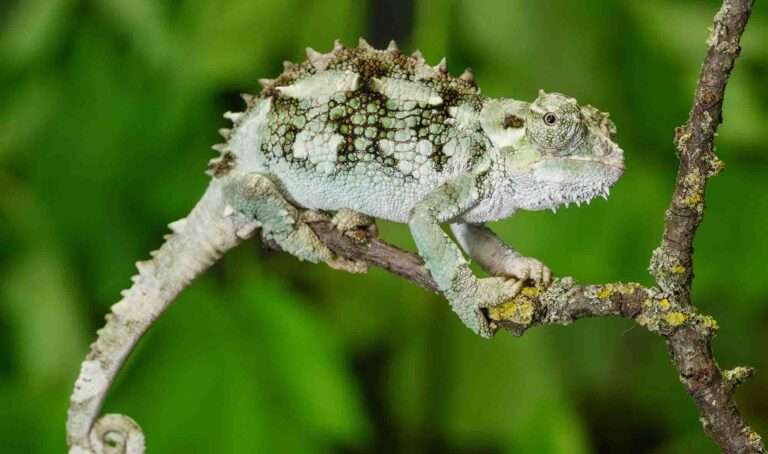 Read more about the article Oldest Zoo In World Set Marks International Chameleon Day With Specimens Found In Man’s Luggage