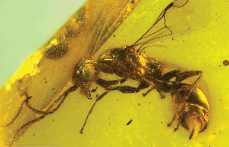 Read more about the article Bug Boffins Find Missing Link Wasp In 100-Million-Year-Old Amber