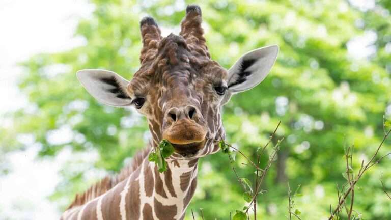 Read more about the article Hungry Giraffes Gobble Up Favourite Tree Snacks