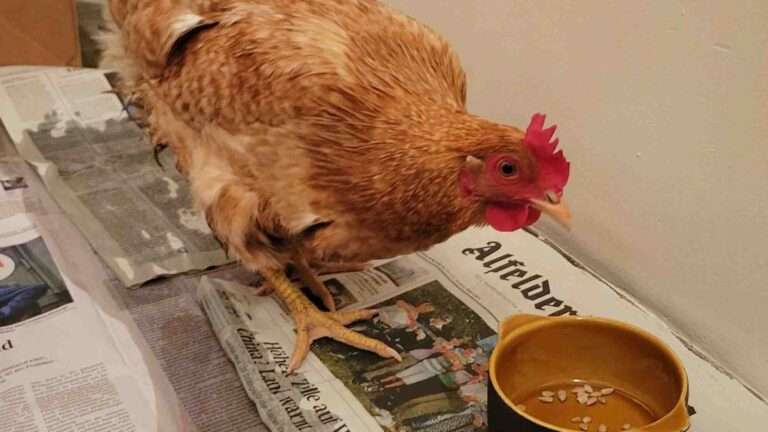 Read more about the article Hen Lays Thank You Egg For Cops After Night In Protective Custody