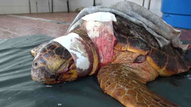 Read more about the article Vets Battle To Save Life Of Vulnerable Young Loggerhead Turtle Seriously Injured By Boat Propeller