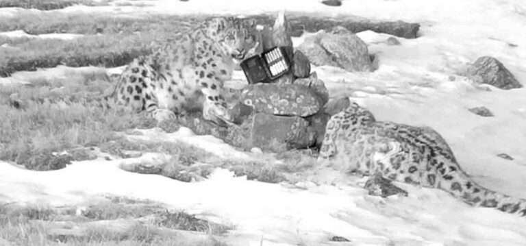 Read more about the article Snow Leopard Cubs Smash Up Badly Hidden Camera Trap