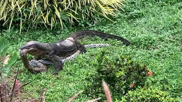 Read more about the article Massive Monitor Lizard Tries To Swallow Python Whole