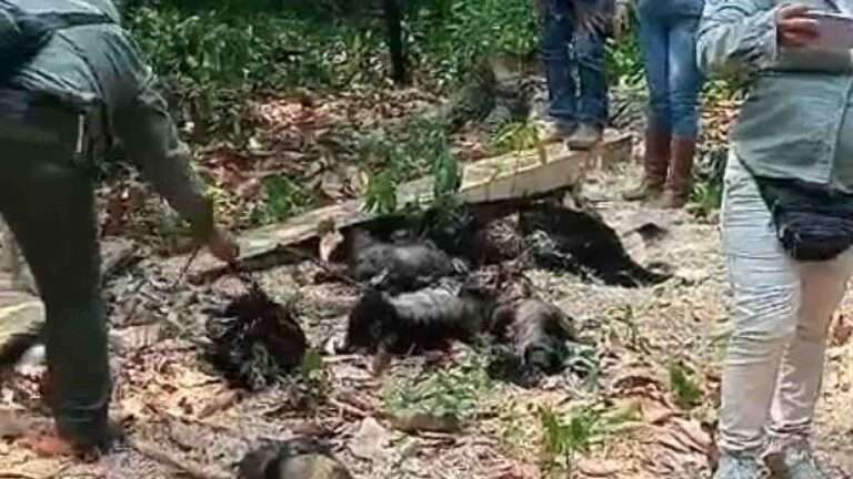 Read more about the article MONKEY HORROR: Dozens Die In Searing Heatwave