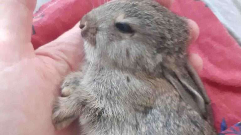 Read more about the article Kids Used Tiny Baby Rabbit As Football