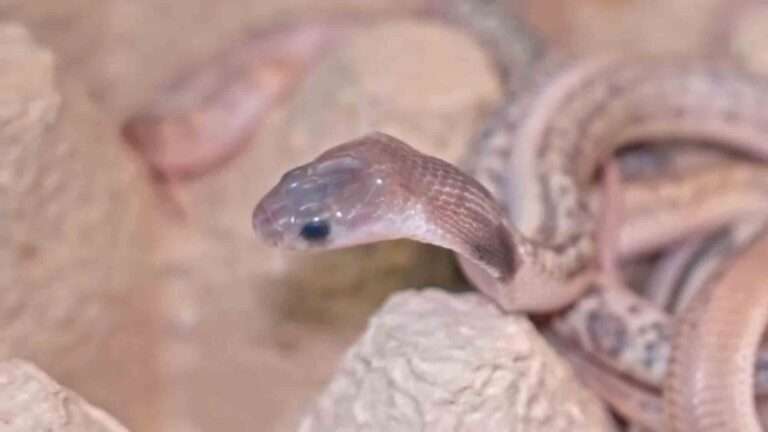 Read more about the article Days Old Baby Cobra Nippers Are Already Up For A  Fright