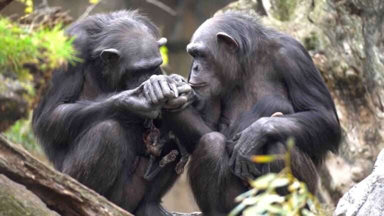 Read more about the article Mourning Chimp Mum Still Carries Mummified Baby Around With Her