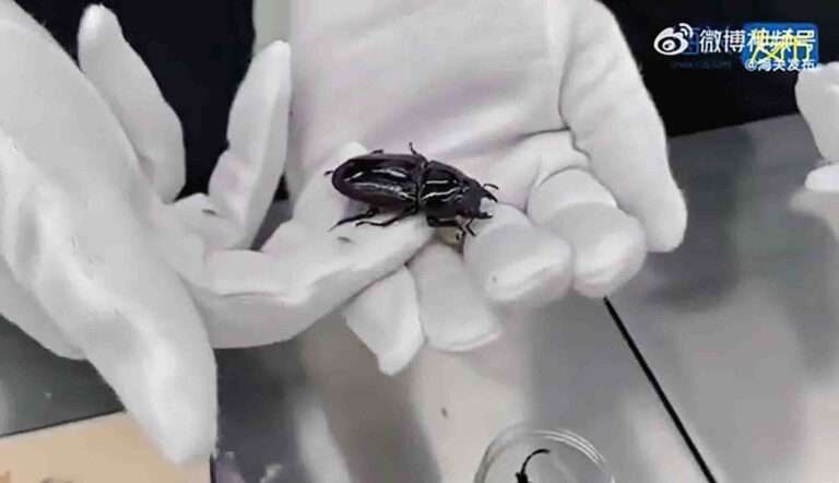 Scared Toddler Gives Game Away When Mum Tries To Smuggle Beetles