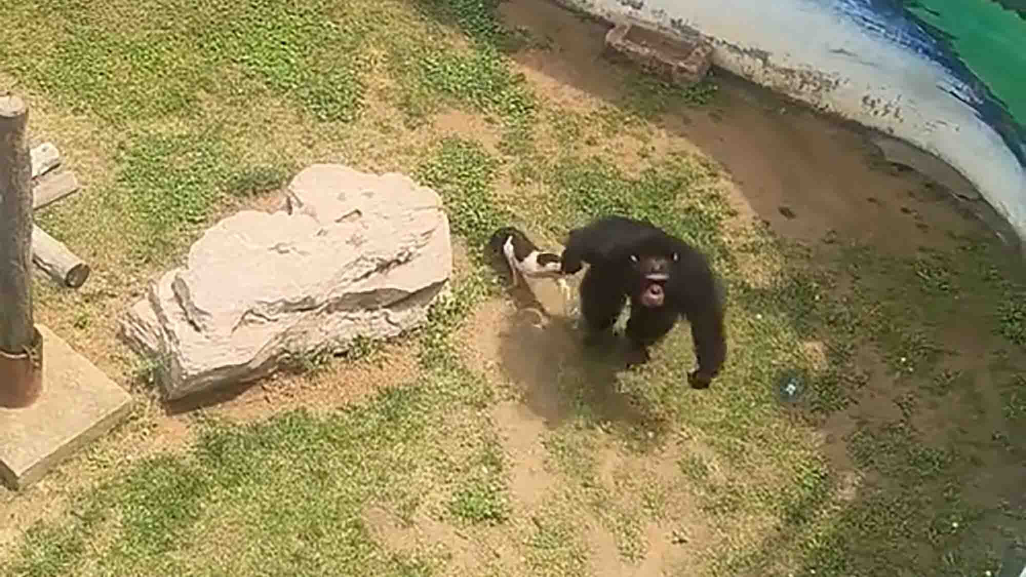 Zoo Denies Abuse After Dongdong The Gorilla Drags Squealing Piglet Around Like Rag Doll