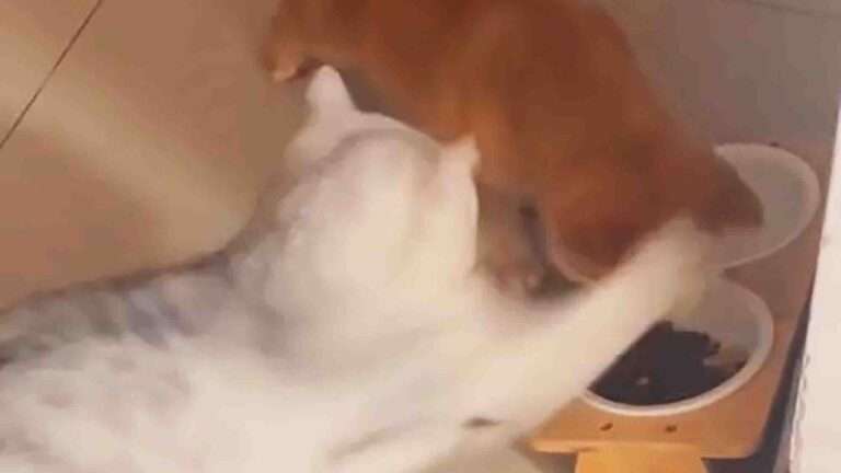 Read more about the article Playful Pup Learns Cat Friend Is Not Prepared To Share Food