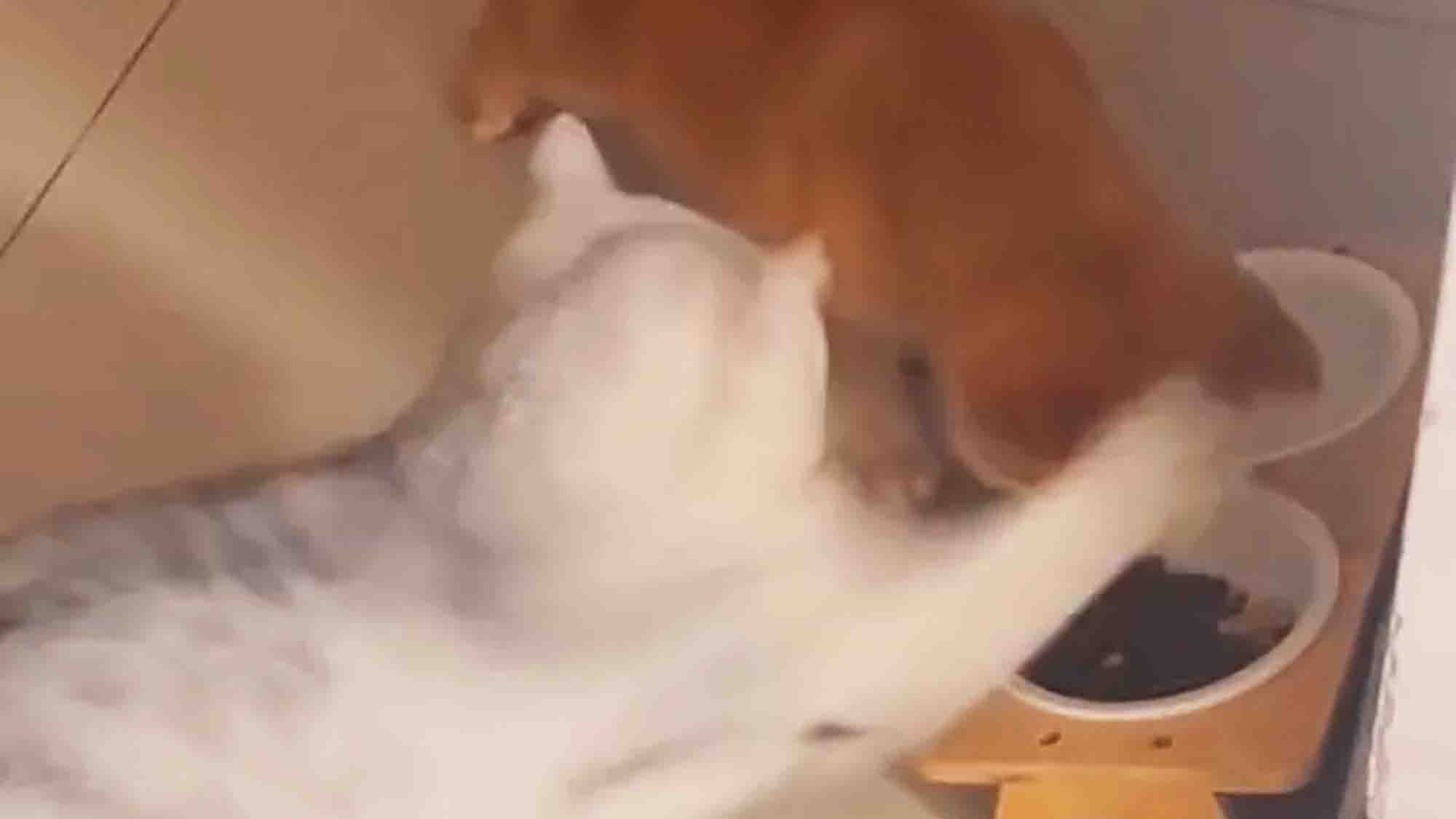 Playful Pup Learns Cat Friend Is Not Prepared To Share Food