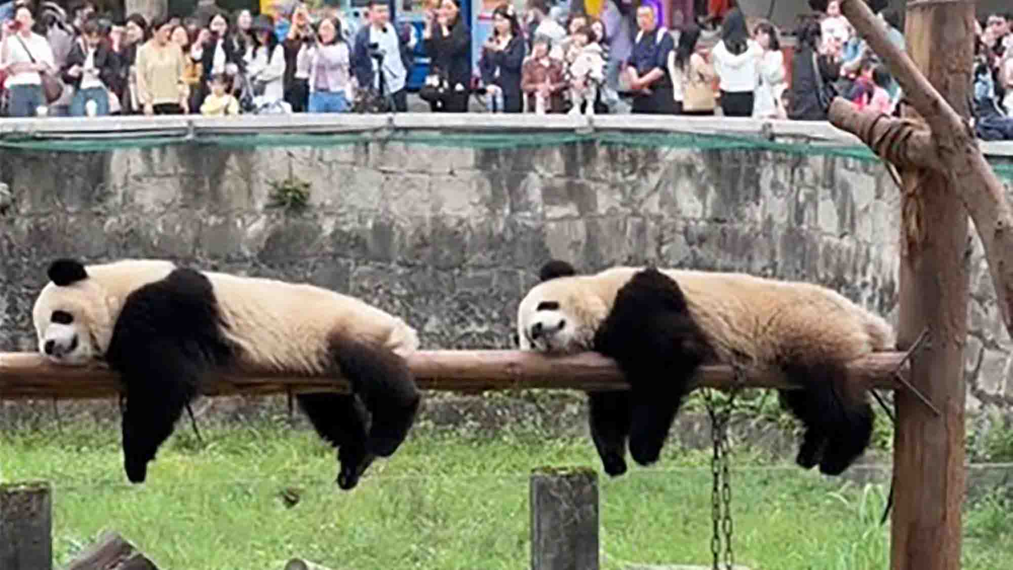 Cute Pandas Look Like Copy Paste Images Of Each Other As They Doze on Pole