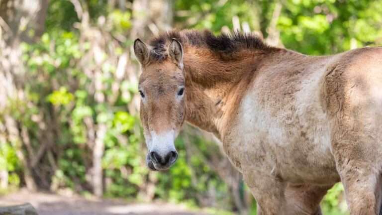 Read more about the article World’s Rarest Horses Are Going Home