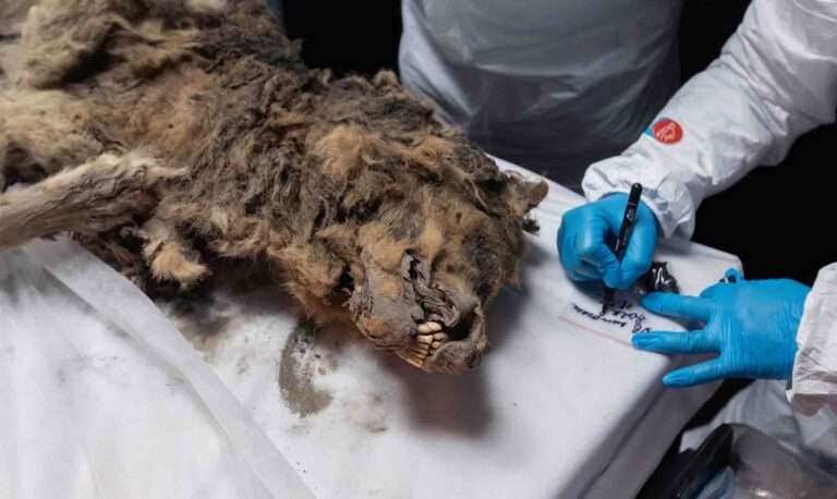 Read more about the article 44,000-Year-Old Mummified Wolf Unearthed
