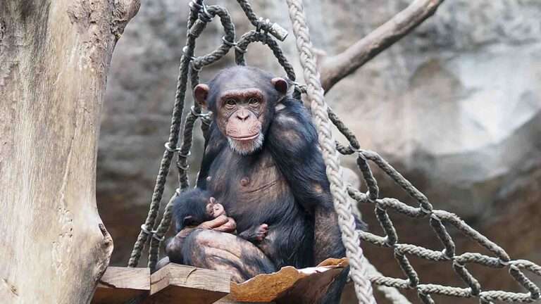 Read more about the article Heartwarming Images Show Proud Chimp Mum Radiating With Happiness As She Cuddles Newborn