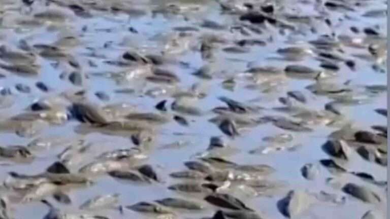 Read more about the article Hundreds Of Fish Die In Drought