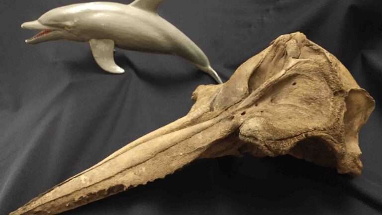 Read more about the article Fishermen Find Rare 5,000-Year-Old Dolphin Skull