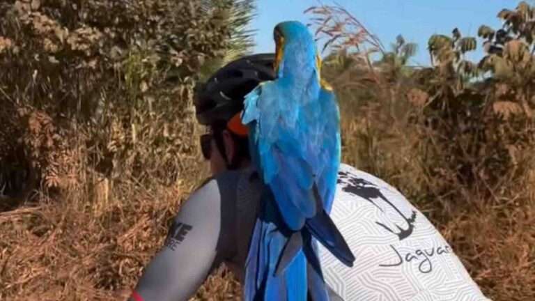Read more about the article Exhausted Macaw Hitches Lift Perched On Cyclist