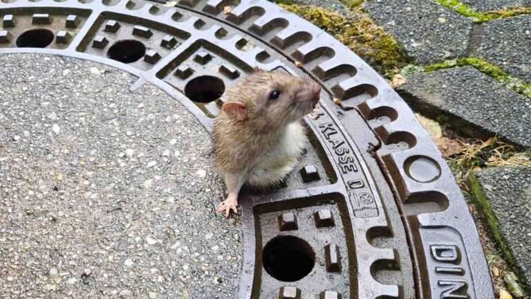 Read more about the article Roly-Poly Rodent Stuck In Manhole Cover Saved