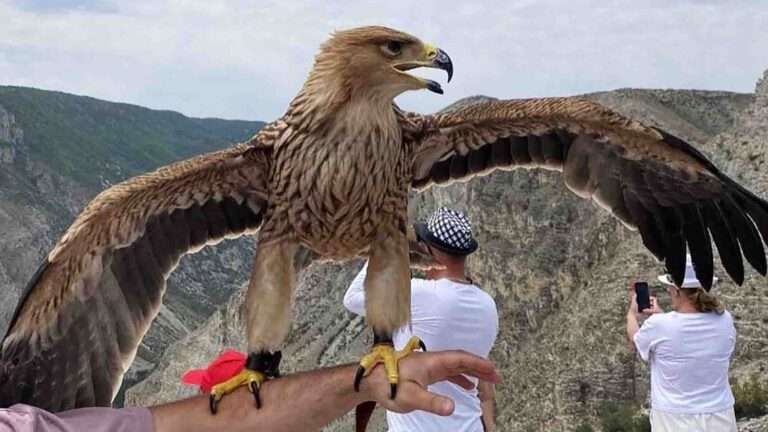 Read more about the article Gang Doping Endangered Eagles For Tourist Snaps Busted
