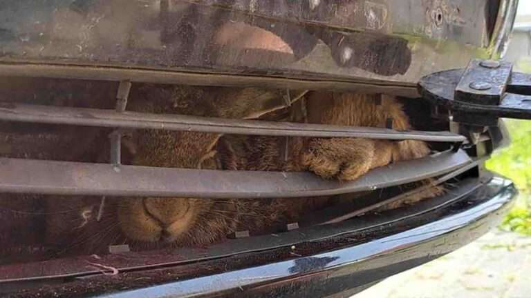 Read more about the article Hare Accidentally Catches Ride For 400 Miles Stuck Inside Car Bumper