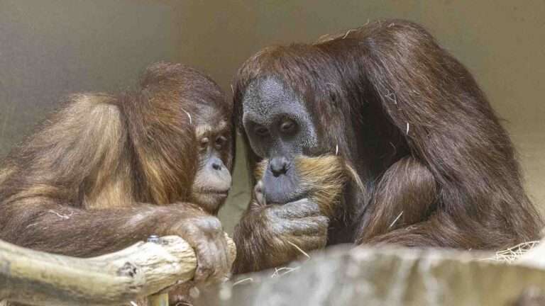 Read more about the article Stud Sumatran Orangutan Given Six-Female Harem To Help Save Species