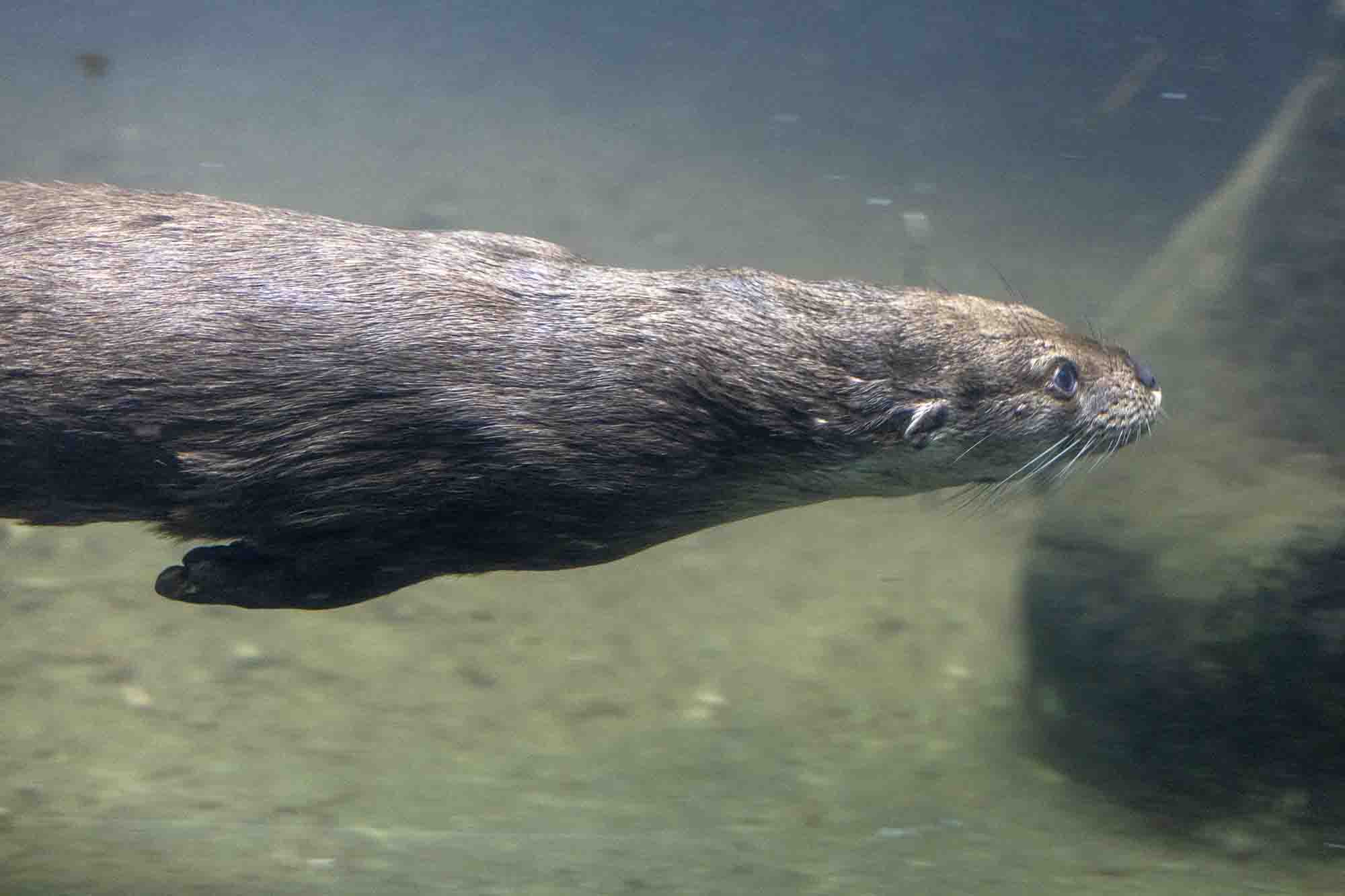 Rare Otter Gets Danish Girlfriend After Her Arrival in Switzerland