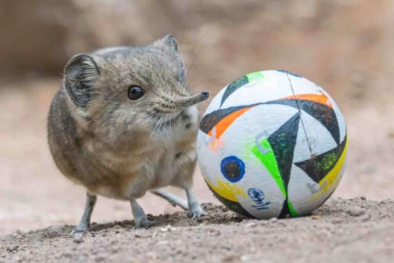 Read more about the article Animal Soccer Team Formed By Zoo For Euros 2024