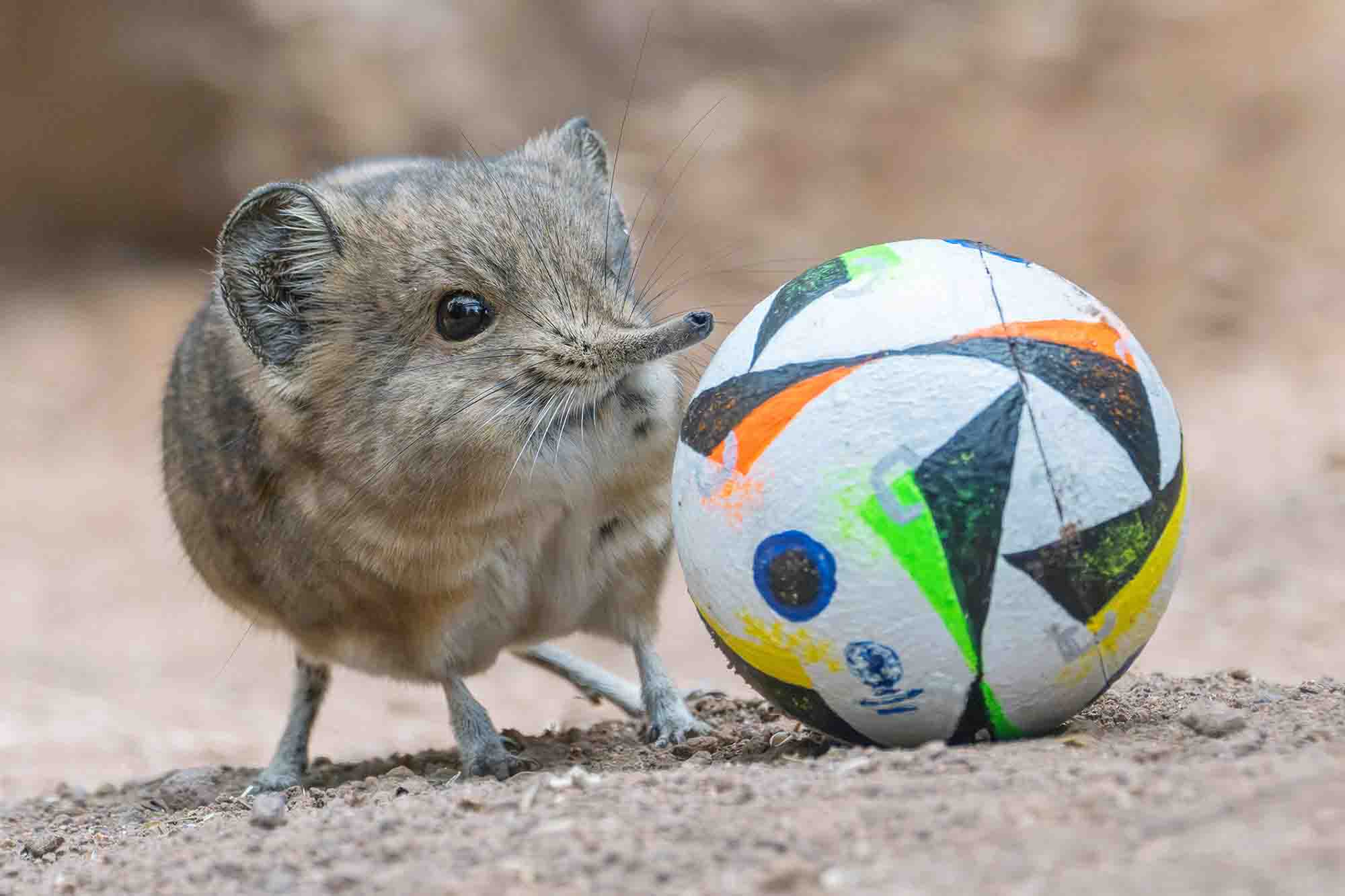 Animal Soccer Team Formed By Zoo For Euros 2024