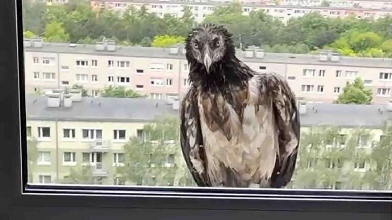 Read more about the article Lost Vulture Drops In At Tower Block Apartment
