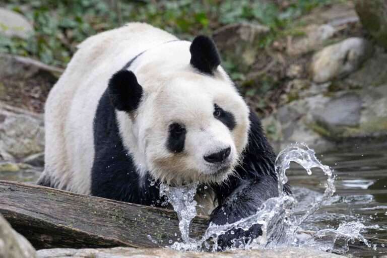 Read more about the article World’s Oldest Zoo To Welcome New Panda Couple After Deal With China