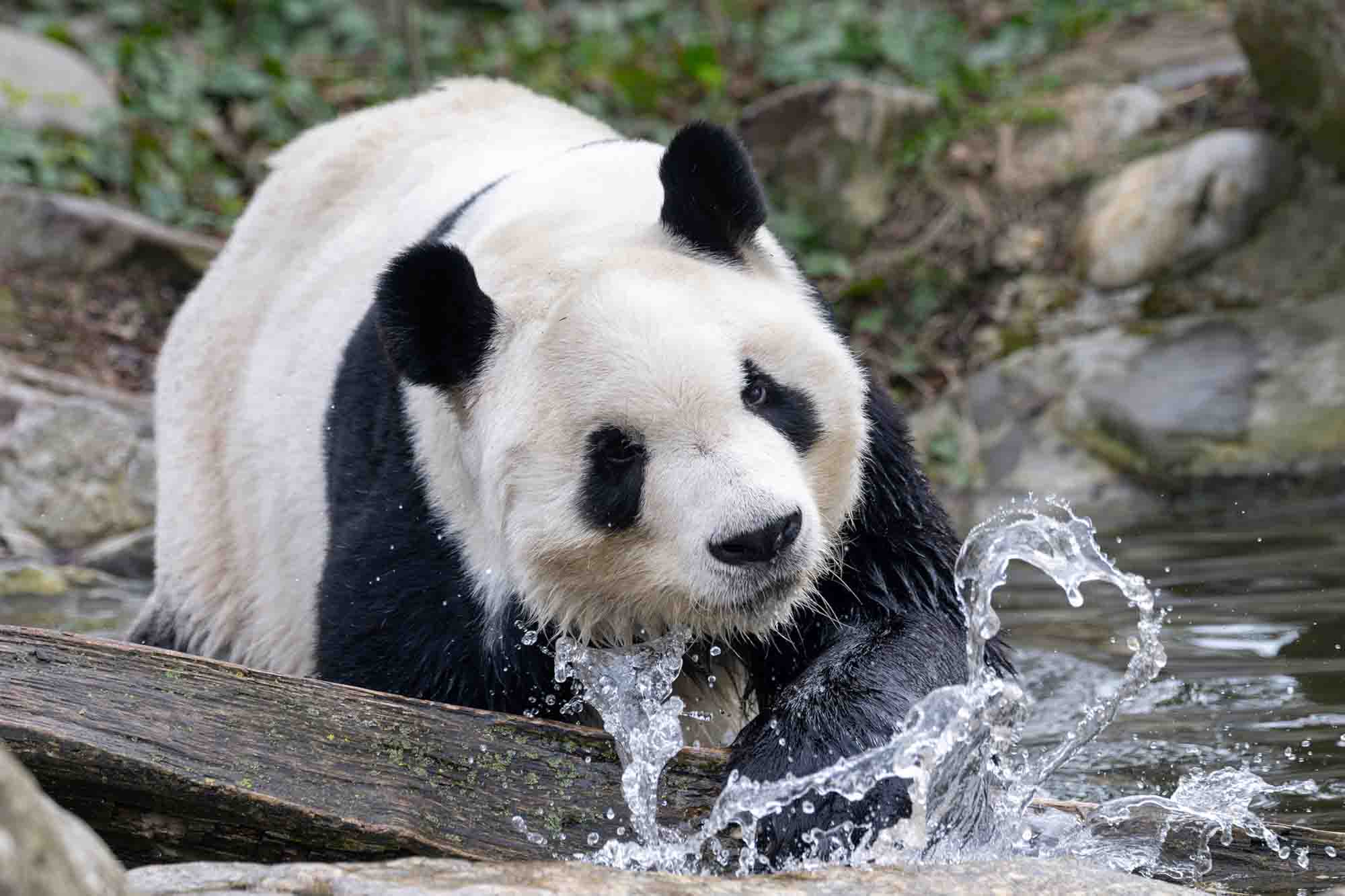 World’s Oldest Zoo To Welcome New Panda Couple After Deal With China