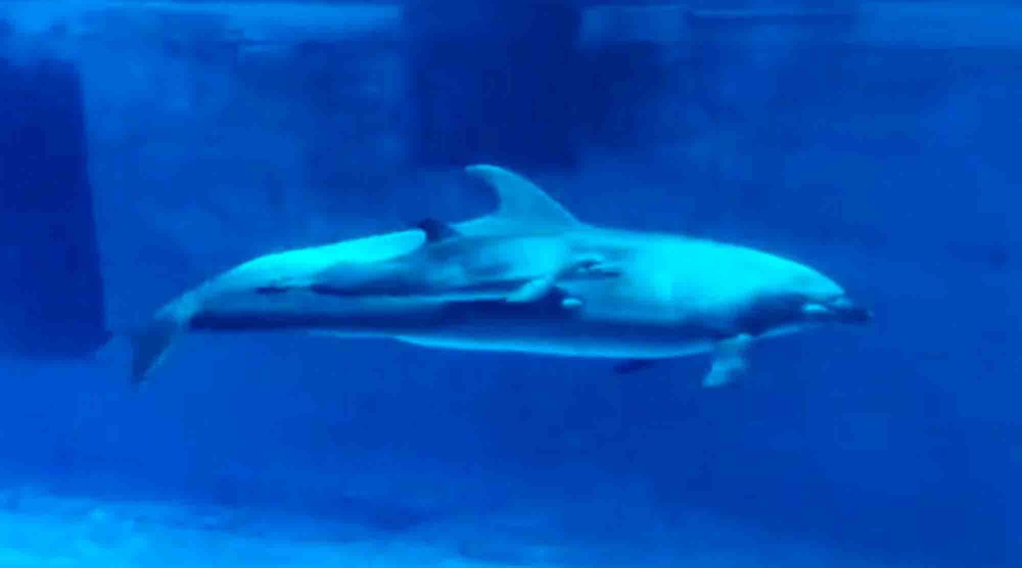First Dolphin Baby Born Naturally in Artificial Breeding Environment in China