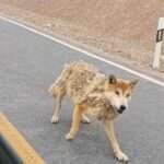 Man Feeds Hungry Wolf On Remote Road