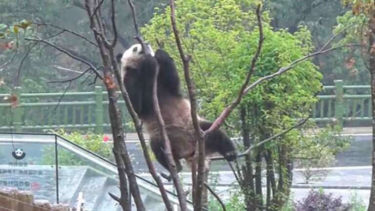 Read more about the article Acrobatic Panda Tumbles Head Over Heels From Top Of Tree At Chinese Zoo