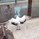 Moment Large Bird Mimics Little Girl Flapping Her Arms Like Wings Behind Enclosure Window