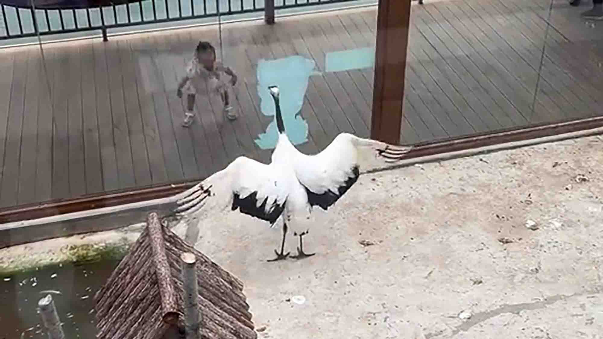 Moment Large Bird Mimics Little Girl Flapping Her Arms Like Wings Behind Enclosure Window