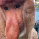 Monkeys Goes Viral Over Uncanny Resemblance With Squidward From SpongeBob SquarePants