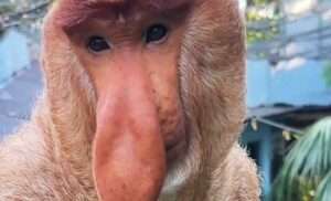 Monkeys Goes Viral Over Uncanny Resemblance With Squidward From SpongeBob SquarePants